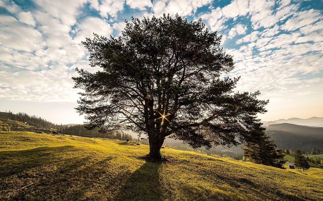 picture of tree in Summer