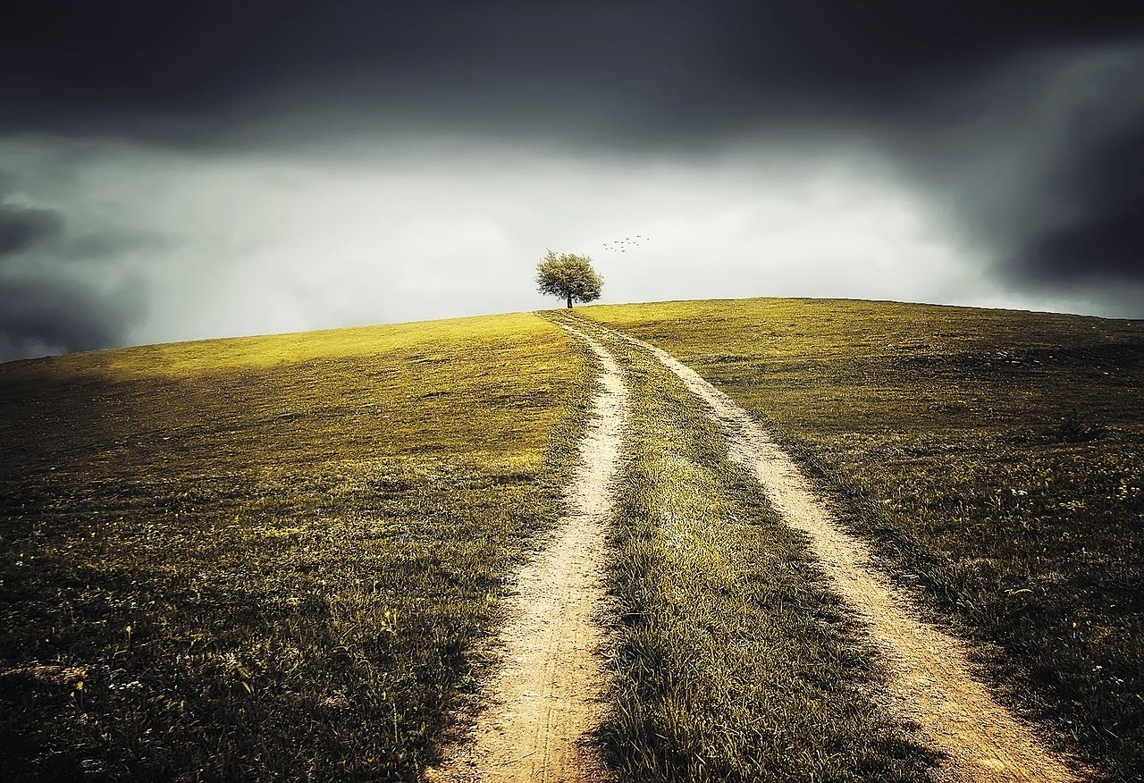 picture of tree in Autumn