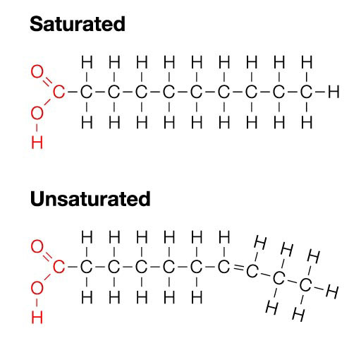 Chemical structure of saturated and unsaturated fats