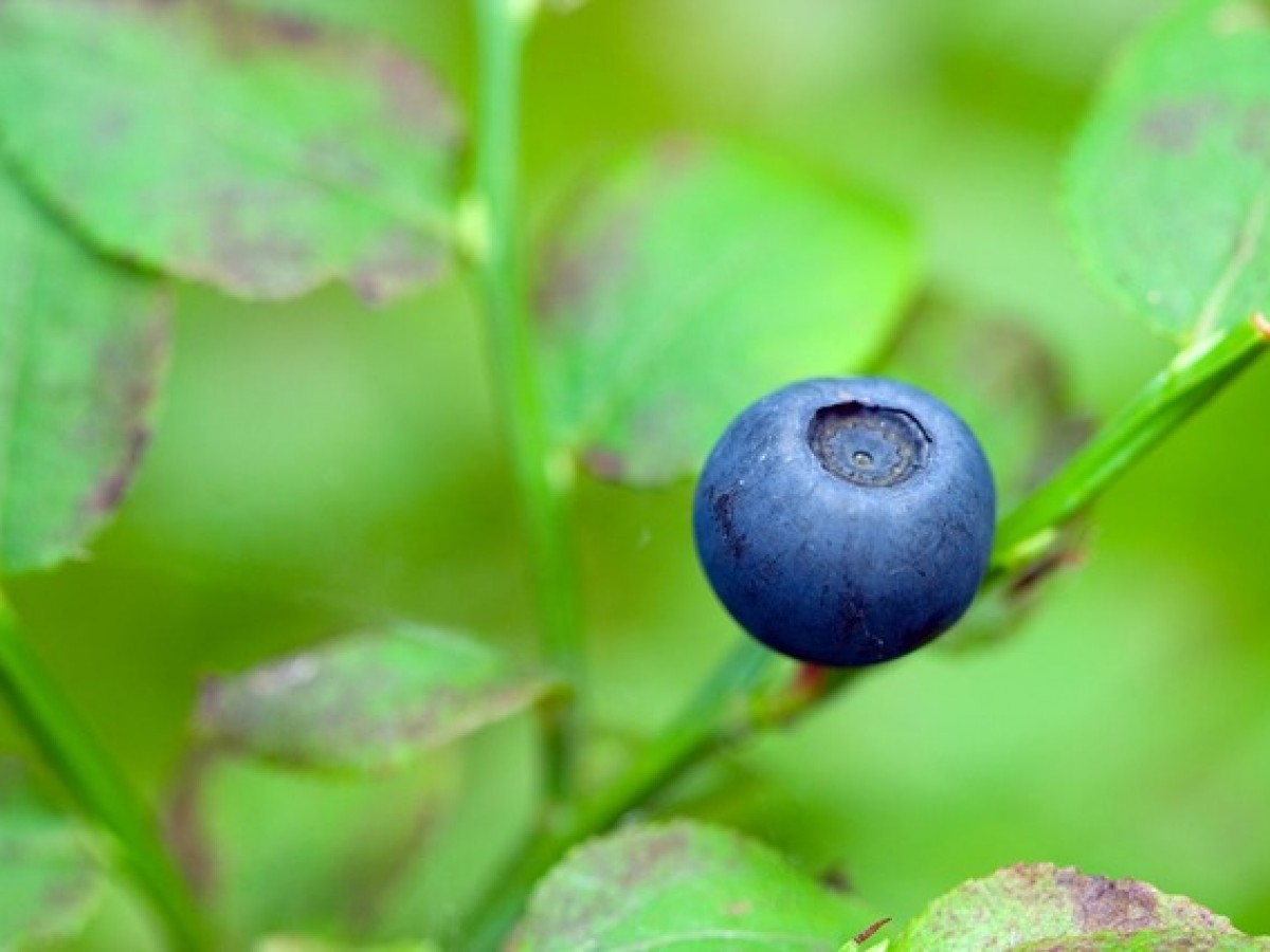 blueberry-1730_640.jpg