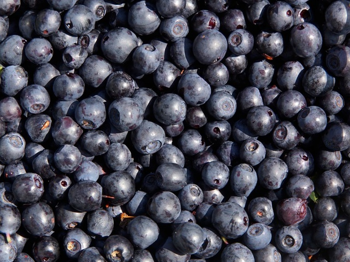 blueberry-400942_640.jpg