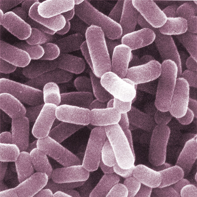 bacteria picture