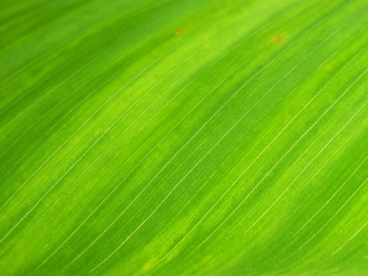 green-leaf-176722_1280-2.jpg