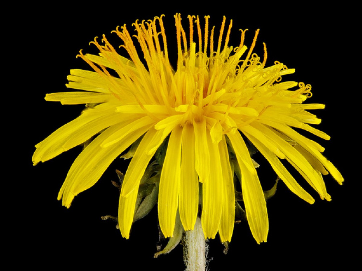 dandelion.jpg