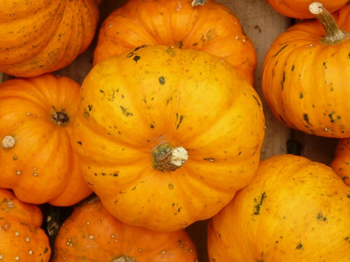mini-pumpkins-61279_640.jpg