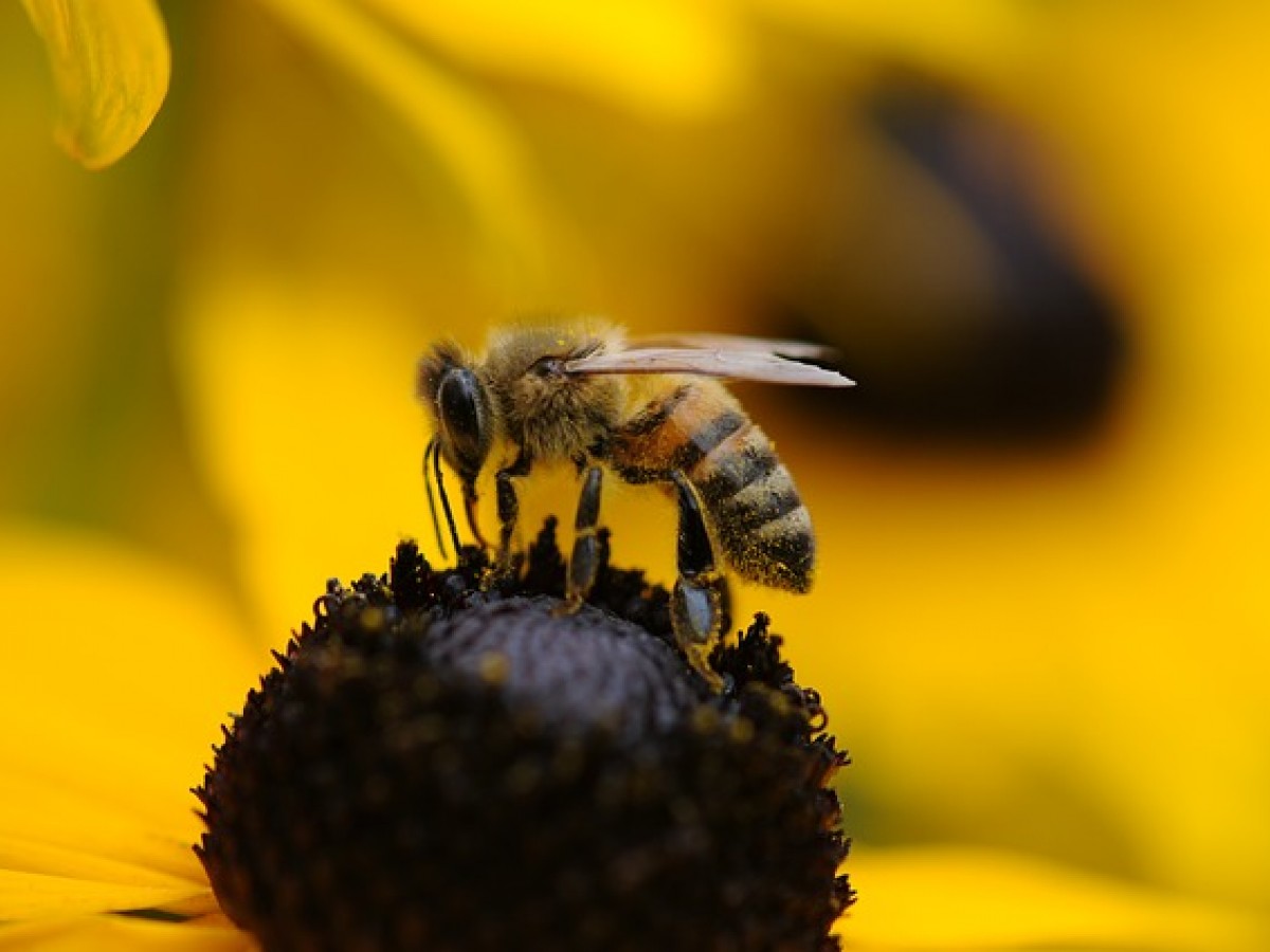 bee-210731_640.jpg