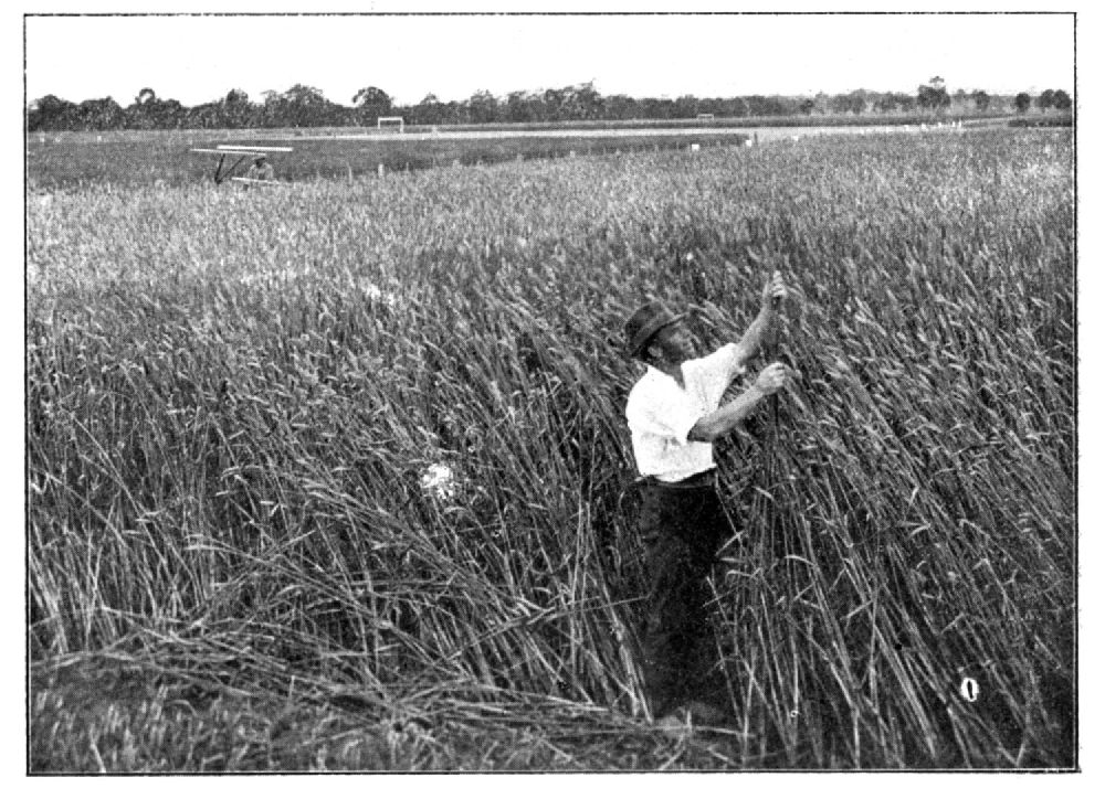 Traditional wheat circa 1915