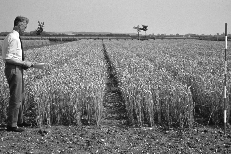 Semi-dwarf wheat circa 1960